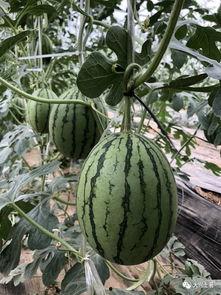 吃瓜网红最近,揭秘娱乐圈幕后真相！